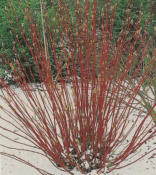 cornus alba